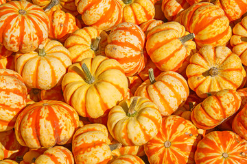 Colorful pumpkins