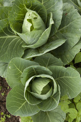 Fototapeta premium Organic cabbages plants in farm