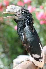 TIERE_1792_Silberwangen-Hornvogel