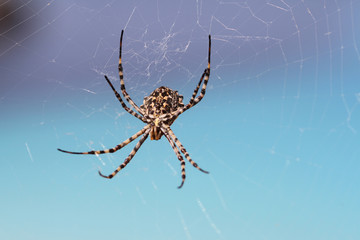 Spider Black and Yellow on net