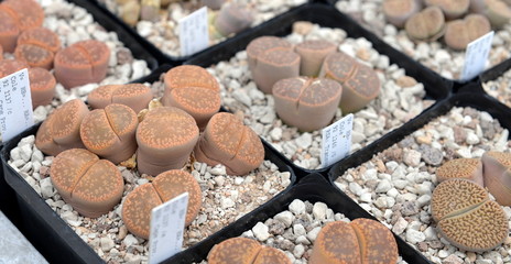 lithops