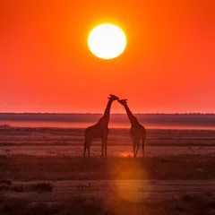 Fototapeten Giraffenkuss Sonnenuntergang © Baltazar