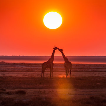 Fototapeta giraffe kiss sunset