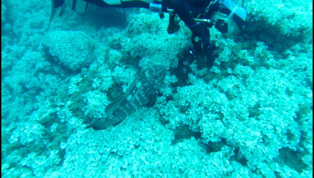 Big Fish tries to kiss Scuba Diver