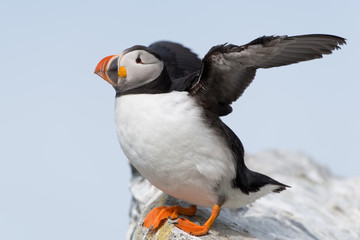 Papageitaucher, Atlantic Puffin, Fratercula arctica