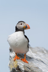 Papageitaucher, Atlantic Puffin, Fratercula arctica