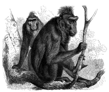 Monkeys : Cynopithecus - Macaque -  Affe