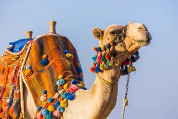 Foto op Plexiglas De snuit van de Afrikaanse kameel © Oleg Zhukov