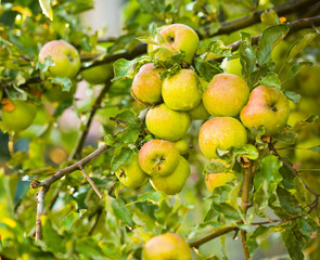 Wet green apples in summer season after rain