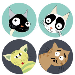 Fototapeta premium four faces of cats