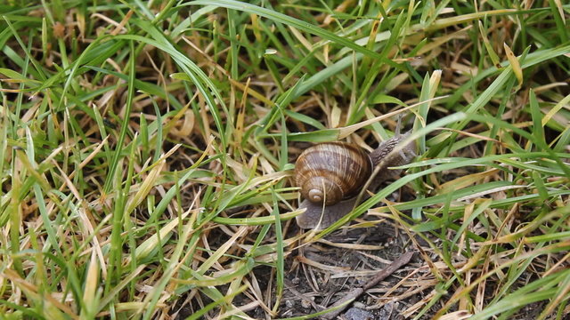 Snail in a grass 7838
