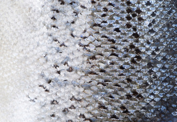 Salmon scales texture