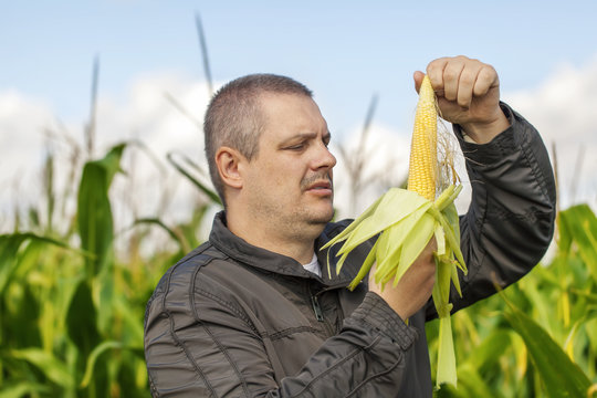 Farmer on the corn field in summer