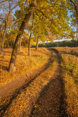 Naklejka premium Pathway in the forest