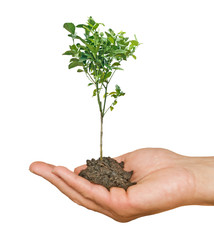 Orange tree in hands