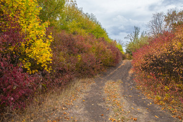Naklejka premium Pathway in the forest