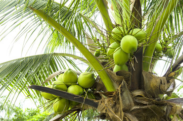 coconut in the bunch