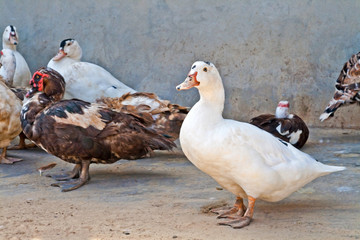 White duck in a bright company