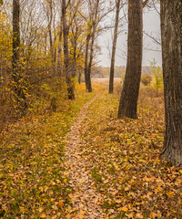 Pathway in the forest