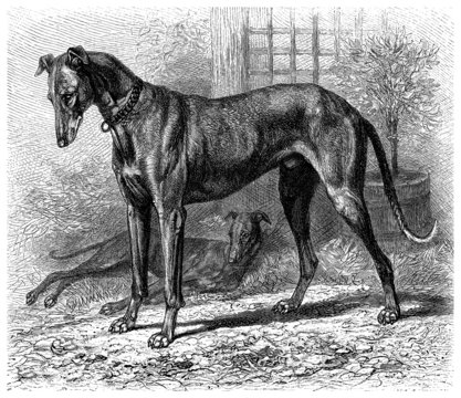 Greyhound - Levrier - Windhund