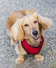 Miniature long haired dachshund