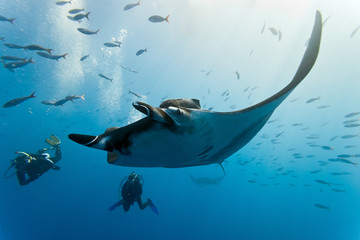 Manta and diver on the blue background