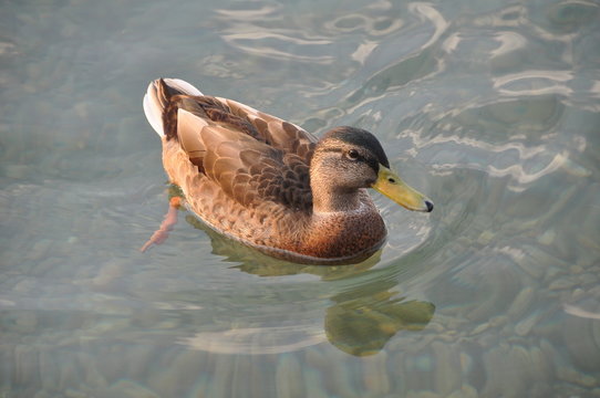 Wildente am W&ouml;rthersee