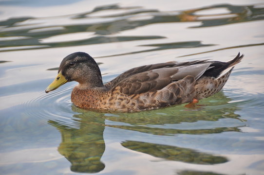 Wildente am Millst&auml;tter See