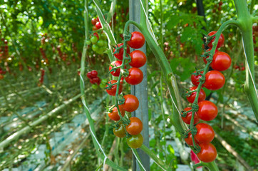 red tomatoes in a greenhouse