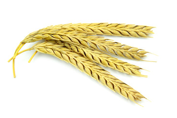 Wheat ears isolated on white background