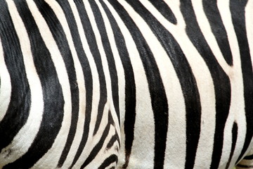 Black and white striped zebra