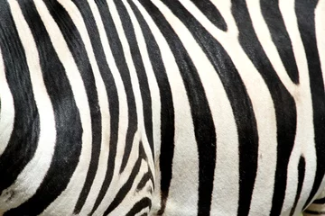 Möbelaufkleber Schwarz-weiß gestreiftes Zebra © Hayati Kayhan