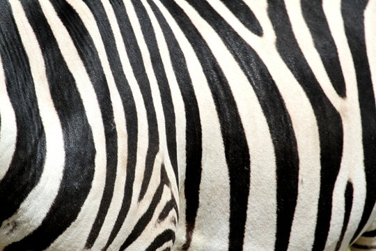 Fototapeta Black and white striped zebra