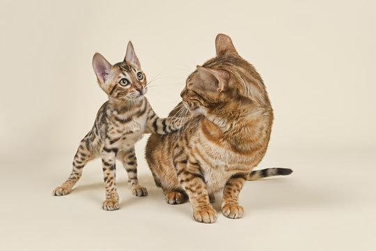 Katzen-Bengal-8814