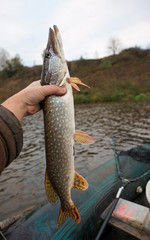 Pike in fisherman's hand