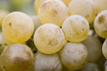 Sauvignon, uva bianca
