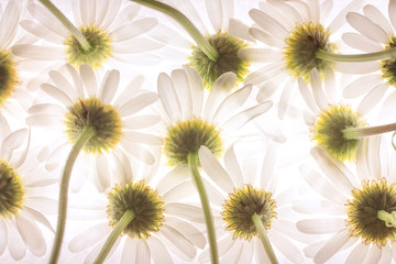 Bottom view of daisy flowers