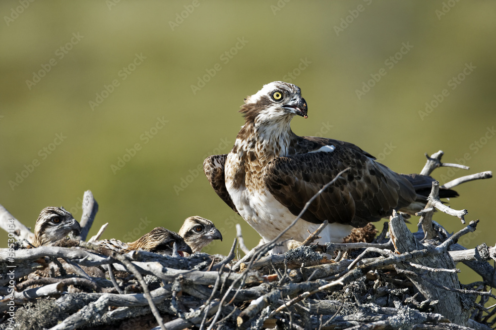 Wall mural Osprey, Pandion haliaetus,