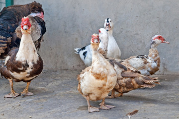 Muscovy ducks