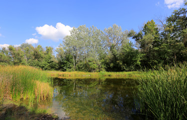 Fototapeta na wymiar summer scene on lake