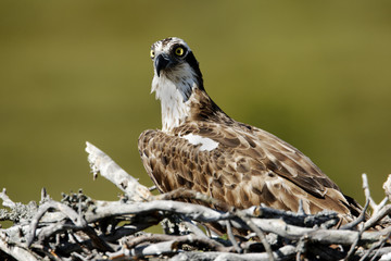 Osprey, Pandion haliaetus,