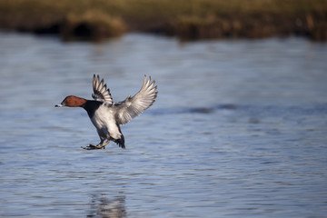 Pochard, Aythya ferina