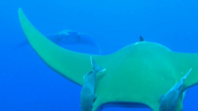 Devil Rays in the Atlantic Ocean (Azores)