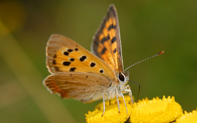 small copper butterfly