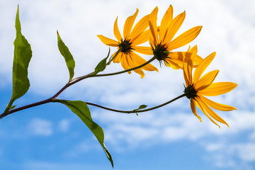 Jerusalem artichokes flowers above cloudy sky