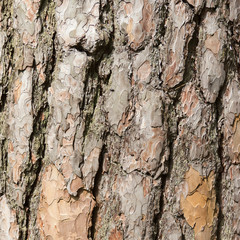 Old Wood Tree Texture Background Pattern