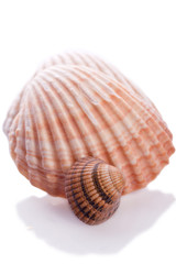 see shell on a white background