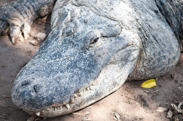 Obraz premium Caiman latirostris