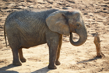 African elephant in natural environment