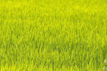 Obraz na płótnie Canvas Background rice field